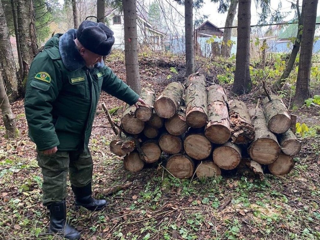 Погибшие деревья убрали в лесу рядом с деревней Санники