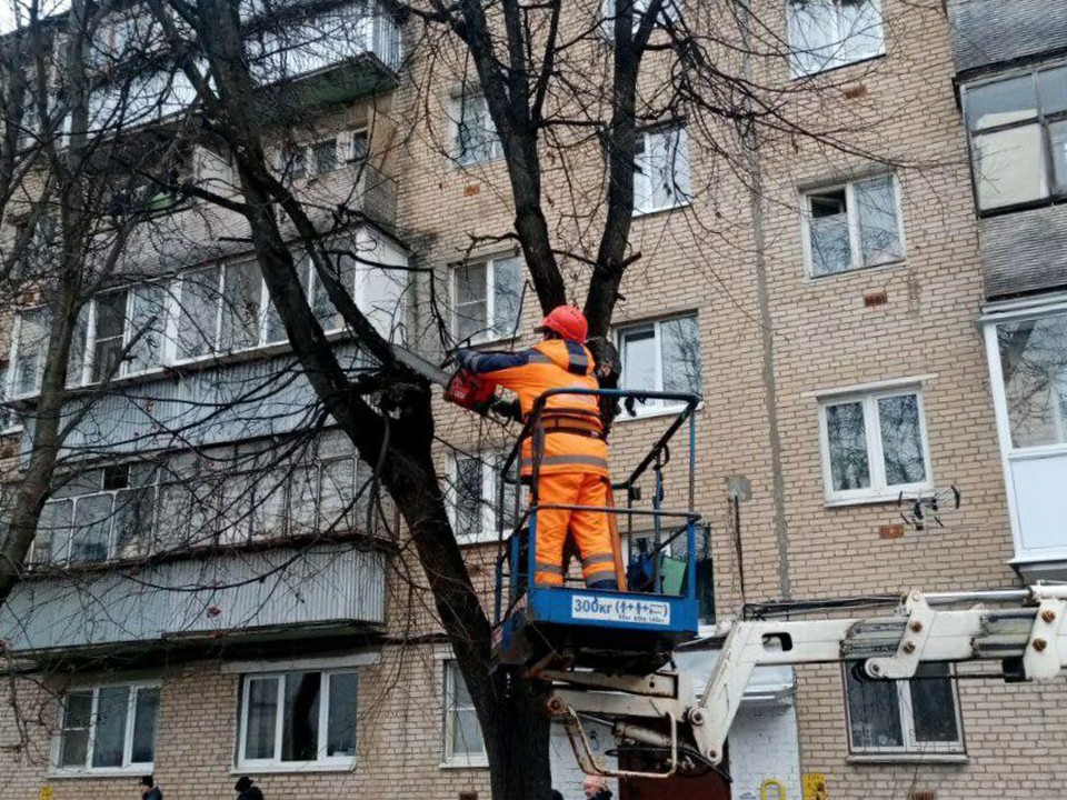 Свыше 300 аварийных деревьев спилили в Истре с начала октября