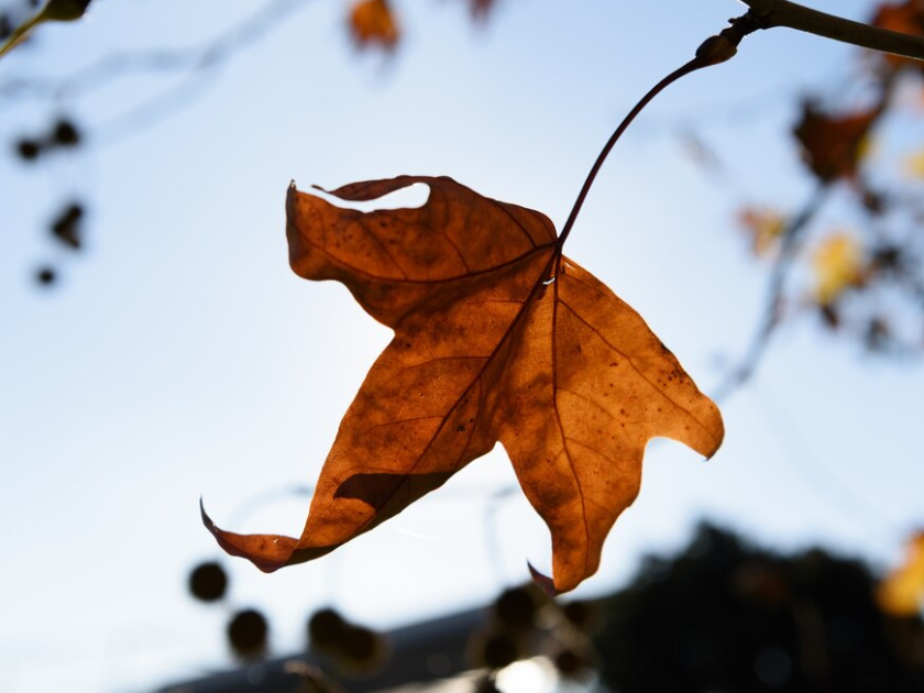 Аномально теплая для конца ноября погода задержится в Подмосковье
