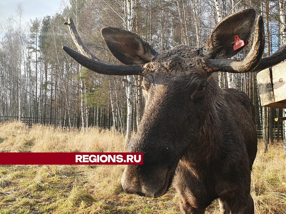 Зоологи Лосиного острова рассказали о зимнем рационе лосей, оленей и кабанов