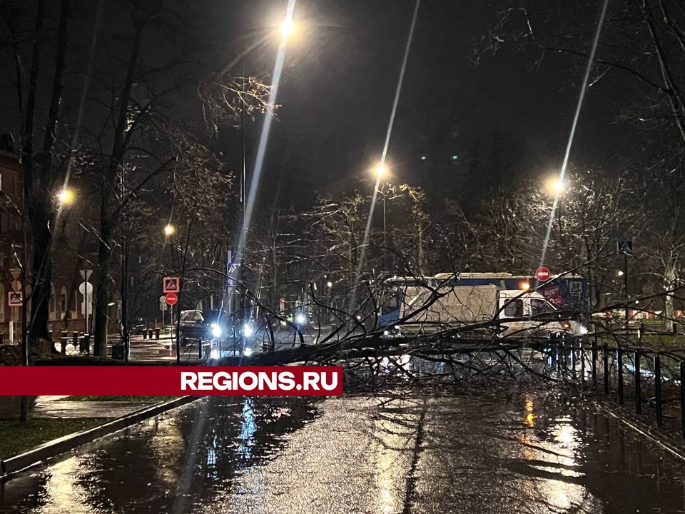 Шквалистый ветер повалил несколько деревьев в Жуковском