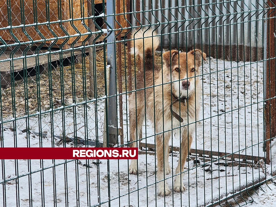 Хозяйка приюта в Серпухове поддержала инициативу введения штрафов за неправильный выгул собак