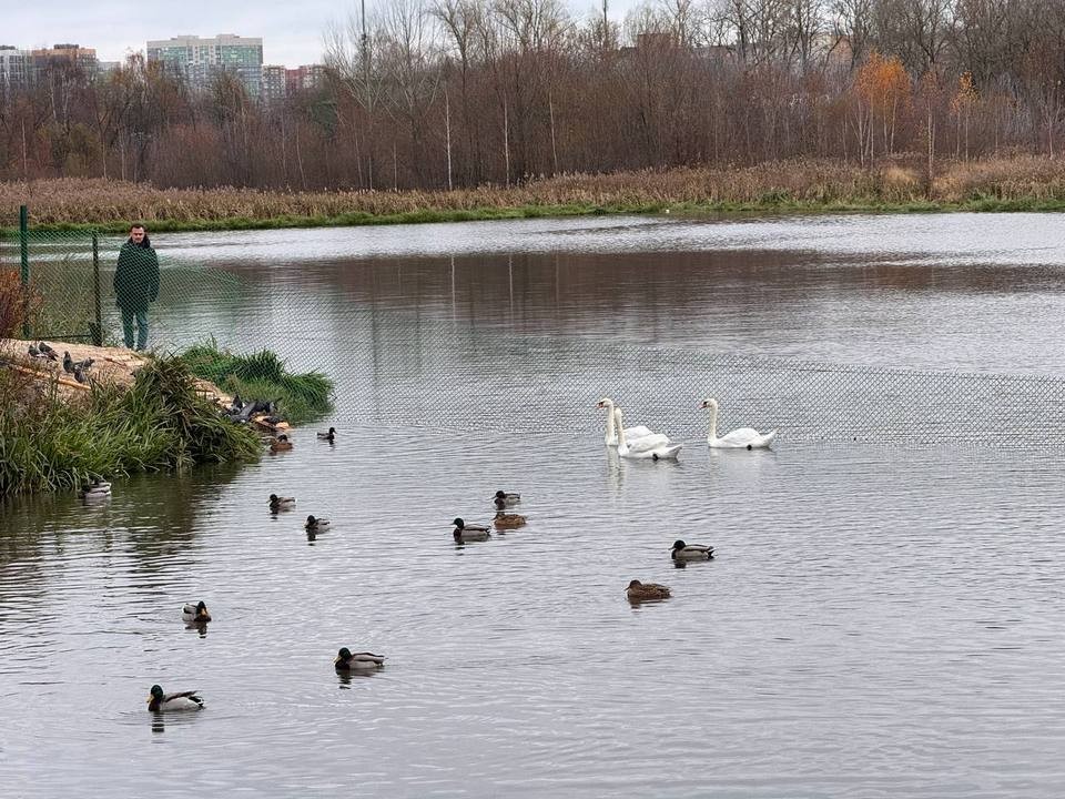 Лебедь на Яузе мог потерять перья на хвосте в драке с сородичами