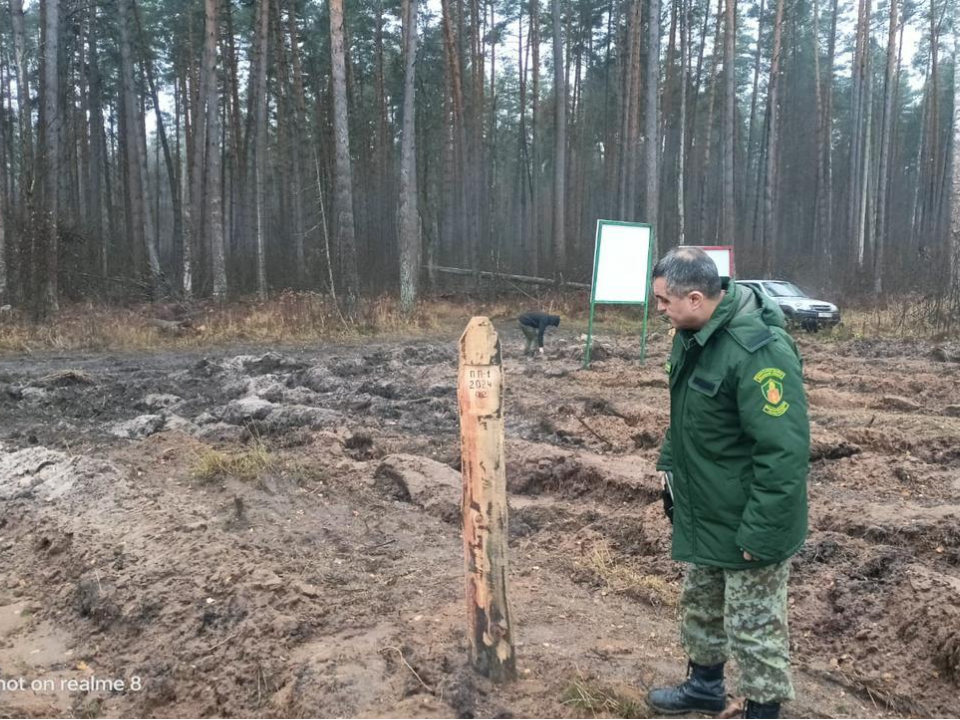 Рядом с деревней Пласкинино посадили молодые сосны