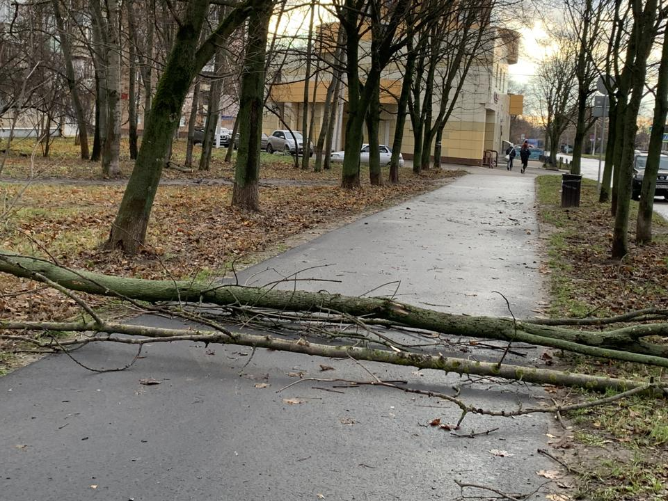 Коммунальные службы Электростали убрали с улиц деревья, поваленные штормом