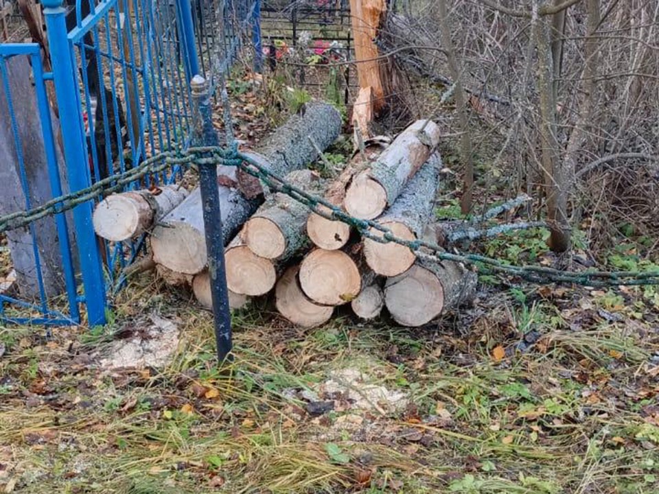 Жители деревни Пески помогли коммунальщикам убрать упавшую ель