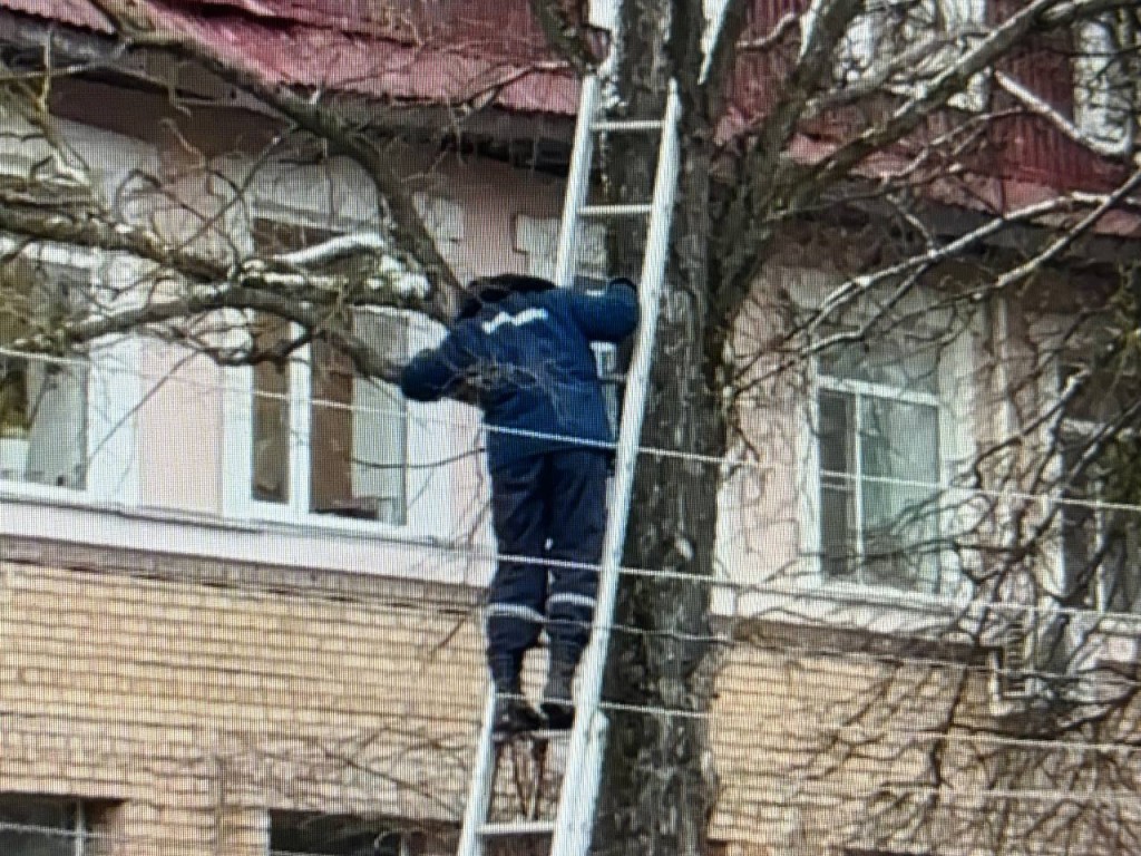 Застрявший на дереве котенок отказался от помощи спасателей в Шатуре