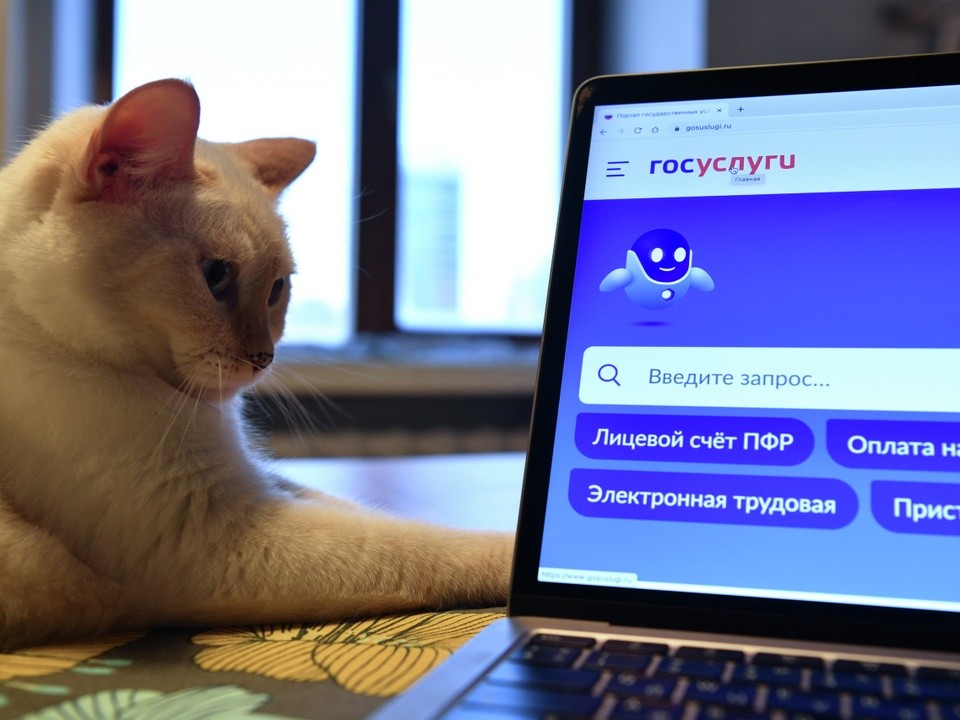 На «Госуслугах» могут ввести систему проверки навыков программистов