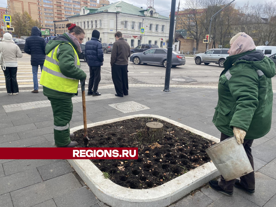 Около 8 тыс. тюльпанов распустится весной на площади Революции в Истре