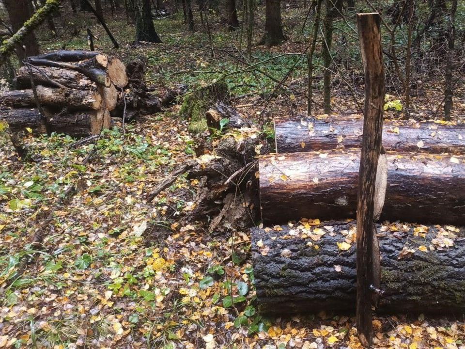 «Лесные дали» в Чехове очистили от валежника
