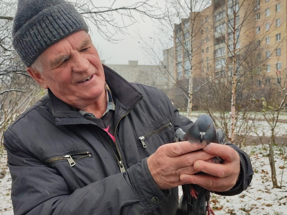 Слесарь из Фрязина спас застрявшего на дереве голубя