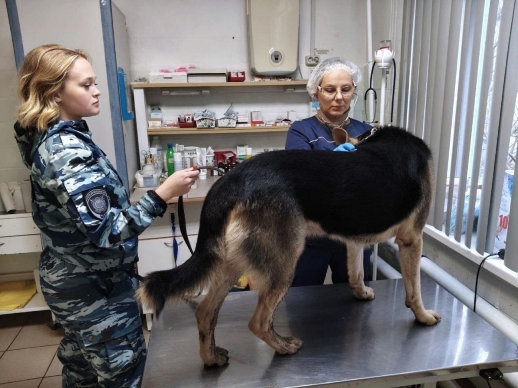 Полицейские собаки регулярно проходят диспансеризацию на Талдомской ветеринарной станции