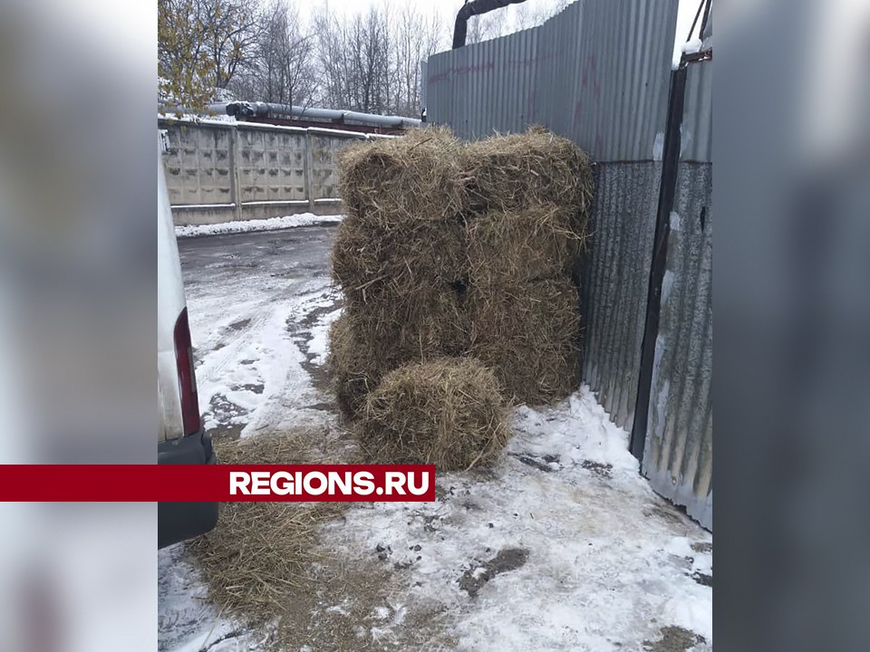 Сено для собак помогли купить приюту две жительницы Краснознаменска