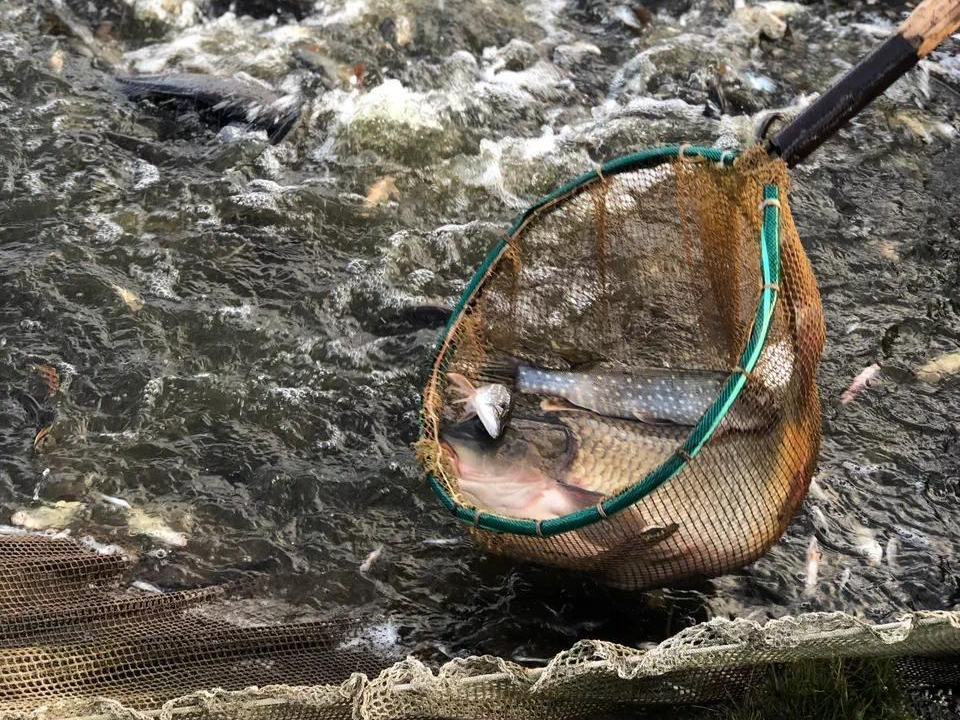 Каждый день — рыбный:  карпа  из местных водоемов предпочитают не только егорьевцы