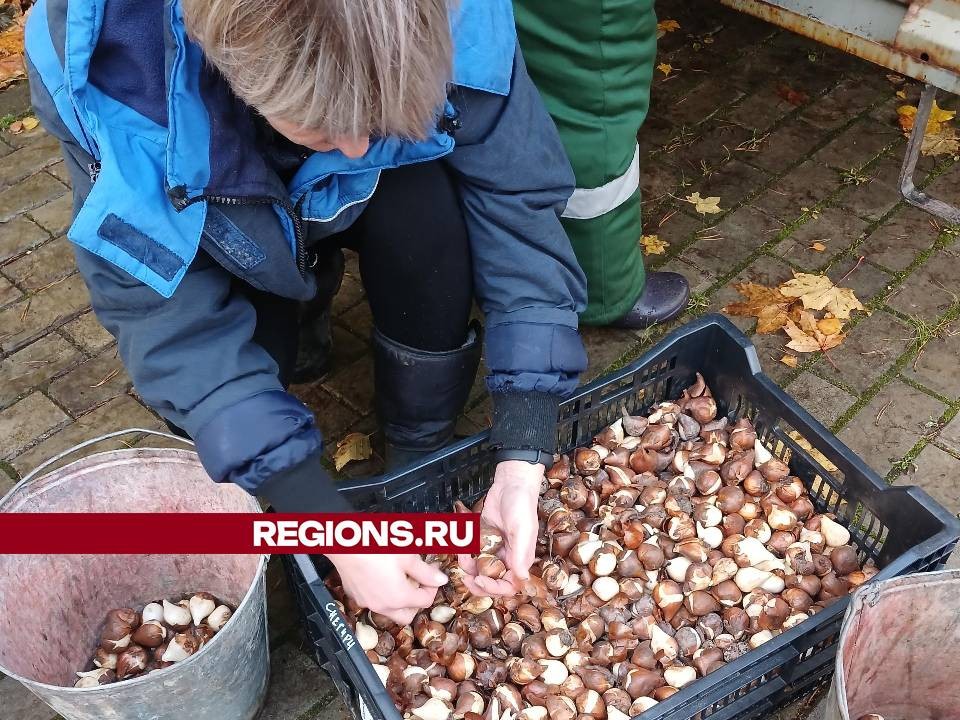 В поселке Снегири высадили луковицы красных тюльпанов