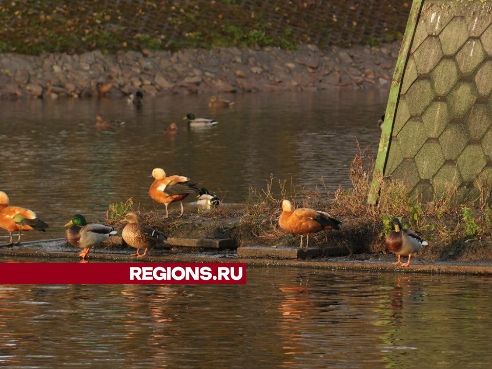 Нашествие красных уток случилось на пруду в центре Сергиева Посада