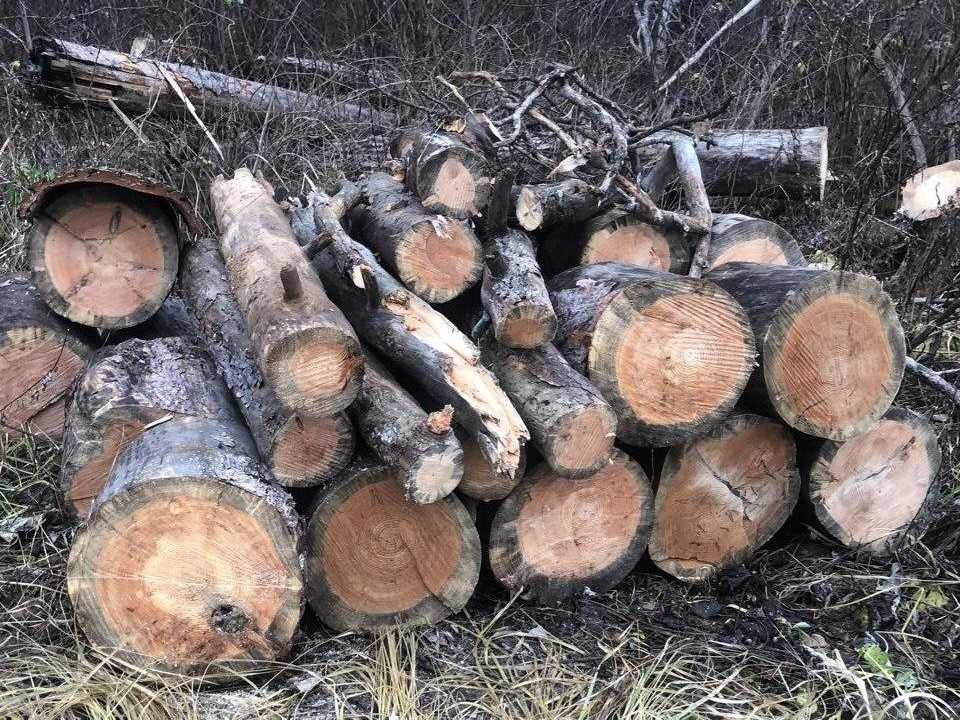 Лесничие убрали опасные деревья у автобусной остановки «Санаторий Звенигород» по просьбе жителей