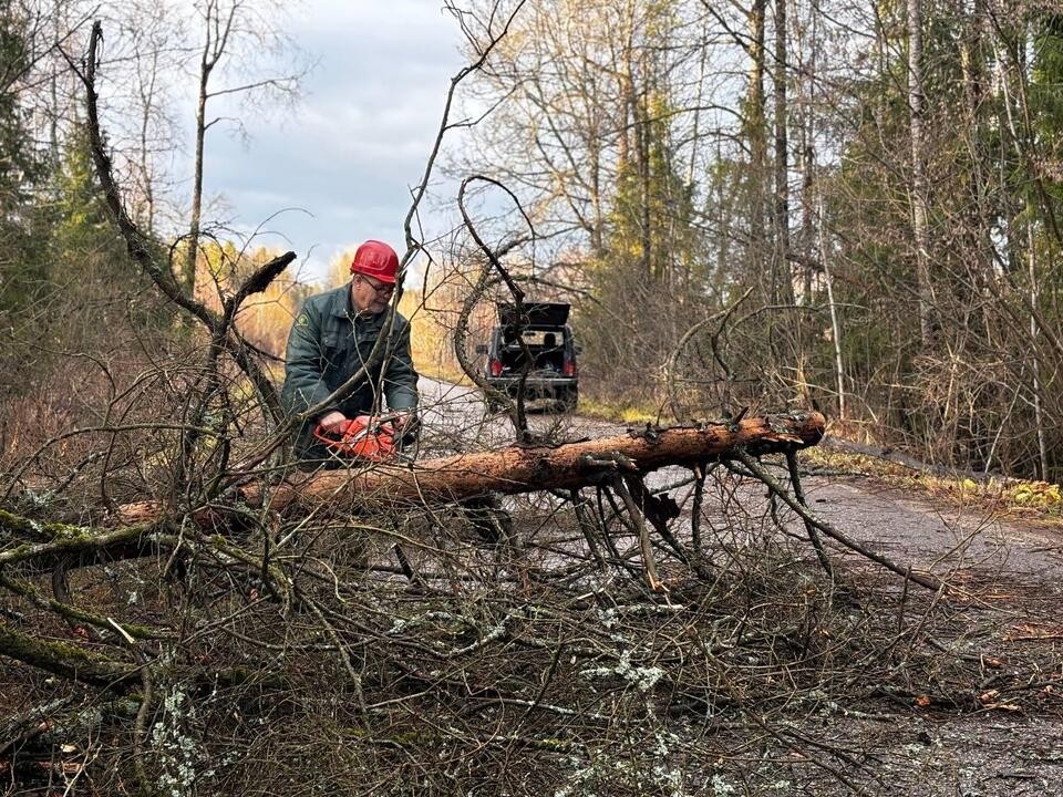 Лесничие очистили участок дороги в округе от деревьев после урагана