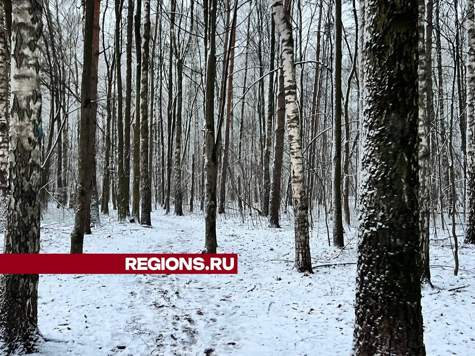 Синоптики рассказали, какой будет погода в конце ноября-начале декабря в Жуковском