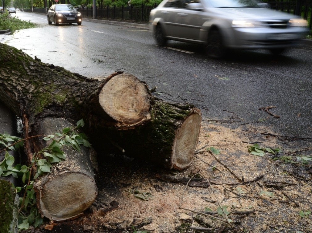 На улице Чистова в Подольске дерево упало на дорогу