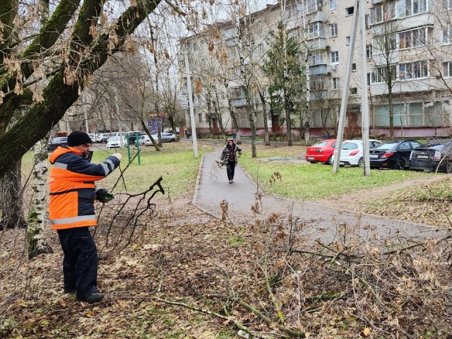 На Беркино спилили аварийное дерево под окнами пятиэтажки