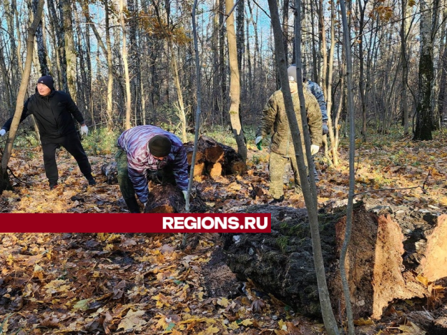 Лыжероллерную трассу планируют обустроить в лесу в Кашире-2