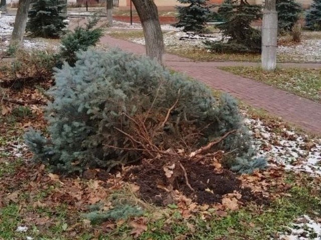 В Луховицах ищут водителя, сломавшего голубые ели