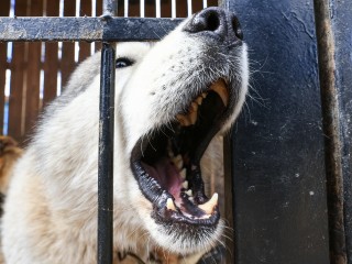 В Шатуре около 20 агрессивных собак поселили в приюте