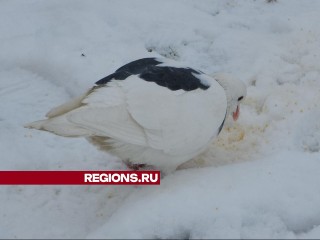 Школьники Лобни развесили кормушки для птиц в Центральном парке города