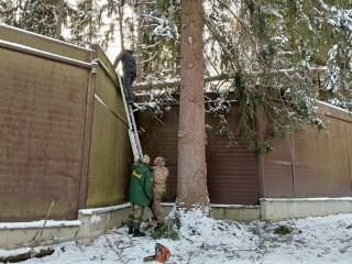 Лесничие помогли жителю Химок убрать дерево, которое рухнуло на забор его дома