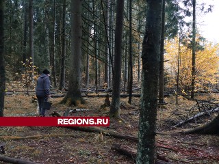 Грибной сезон продолжается в Подмосковье