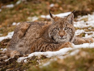 В коттеджном поселке «Литвиново парк» жителей напугала рысь