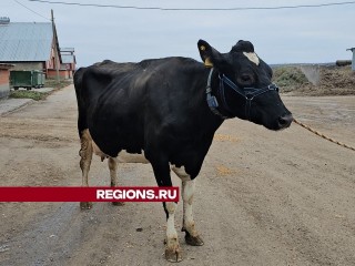 Луховицкую телку выбрали для участия в конкурсе красоты «Звезды Подмосковья»