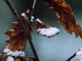 Королев засыплет снегом к концу недели