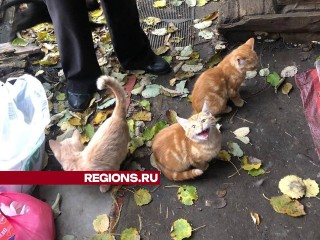 Зооволонтеры помогли пенсионерке из Русавкино-Поповщино освободиться от разрастающейся кошачьей стаи