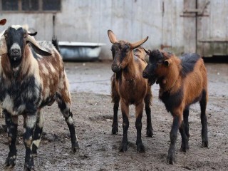 Стадо коз снова кошмарит водителей в деревне Пагубино