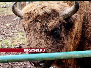 Усыновить зубра предлагают всем желающим жителям Большого Серпухова