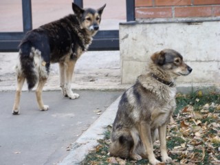 Жители Черноголовки жалуются на бездомных собак в городе