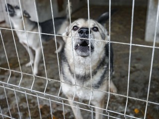 Собак, которые держали в страхе весь Волоколамск, поймали и вывезли за город