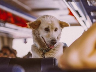 В автобусе Воскресенска катается пес-безбилетник