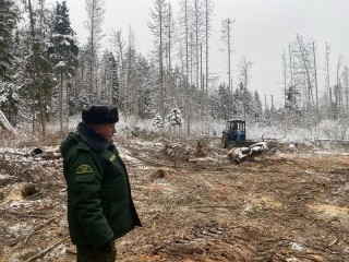 Зараженные деревья начали вырубать в Апрелевке