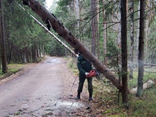 Лесничие обеспечили безопасный проезд по дороге в СНТ «Луч»