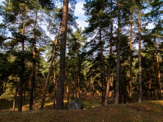 В Зарайске будет создан лесопарк площадью 12,1 га