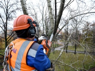 Очистка ЛЭП от деревьев грозит Электроуглям и Ногинску отключениями энергии