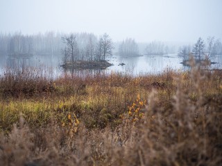 В Московском регионе появился тренд на прогулки по болотам