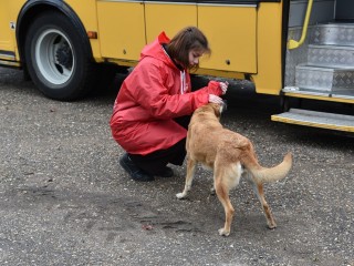 Более 130 бродячих собак отловили, вакцинировали и чипировали в Солнечногорске