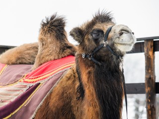 Верблюд Вениамин из зоопитомника в Волоколамске песнями добивается расположения невест