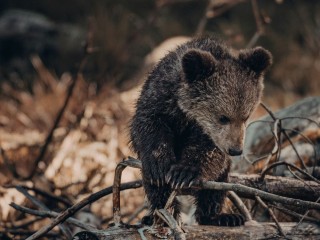 Волонтерам из Клина удалось поймать осиротевшего медвежонка на Камчатке