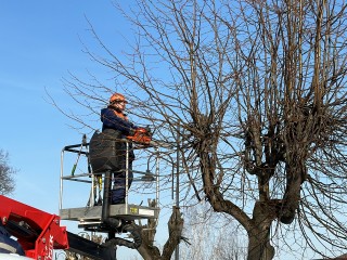 На улицах Гагарина, Дугина и Солнечная произведут опиловку сухостойных деревьев