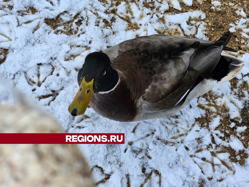 Полсотни уток оккупировали озеро в Клину